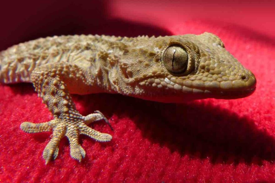 Piccolo rettile in casa su una coperta rossa