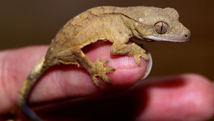 Piccolo geco in mano al padrone di casa 