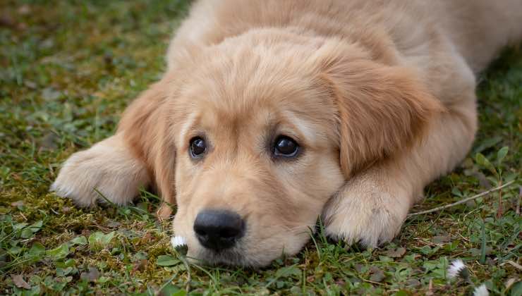 Cucciolo di cane sdraiato all’esterno 