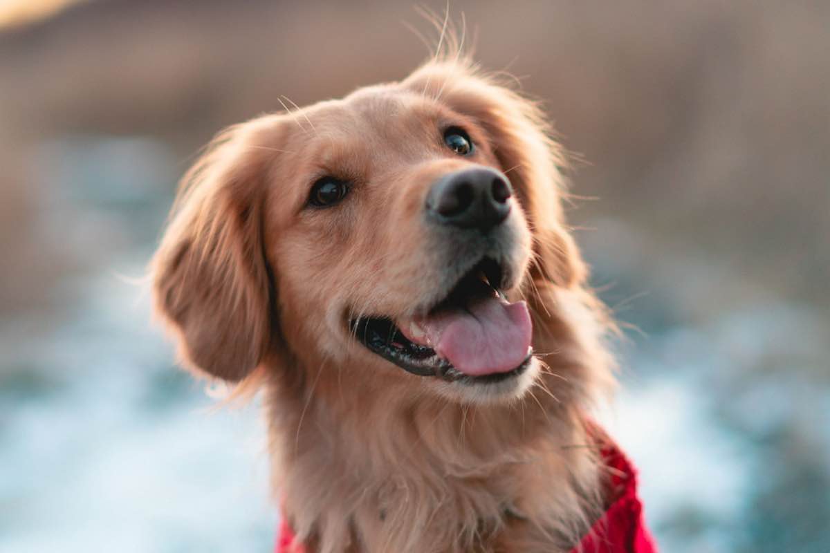 Cane di razza Golden Retriever a passeggio nella natura