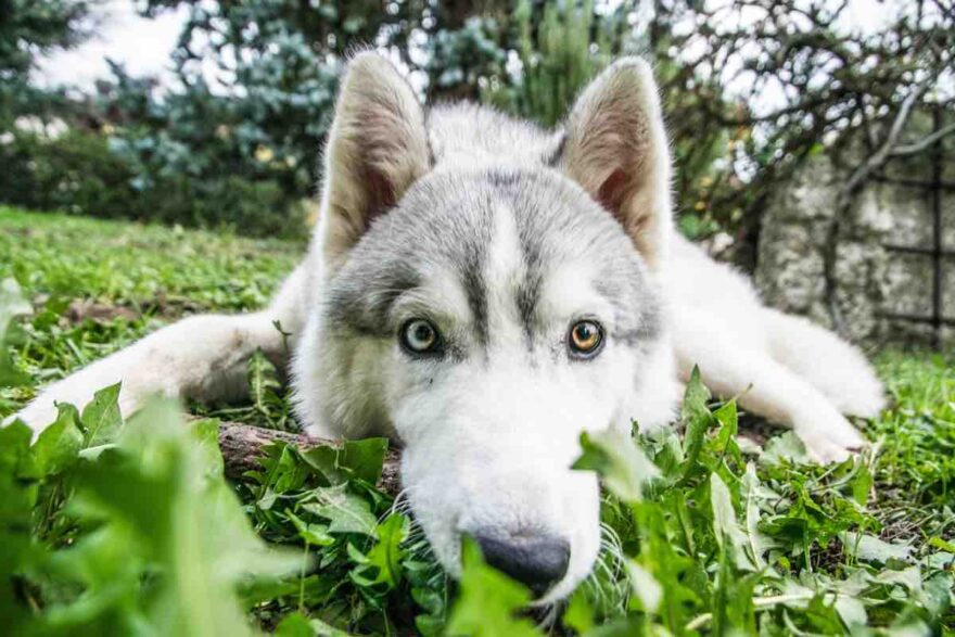 Cane nel prato con gli occhi spalancati