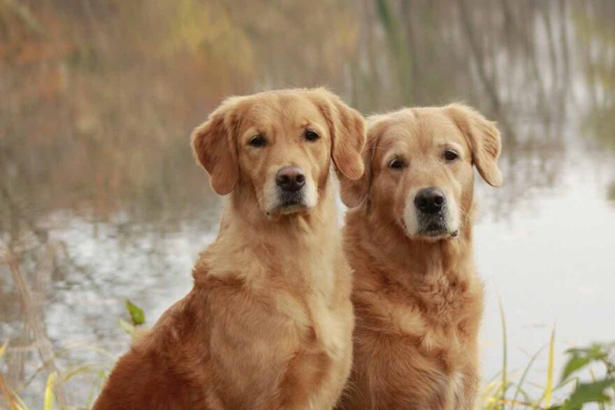 Coppia di animali domestici sulla riva del lago