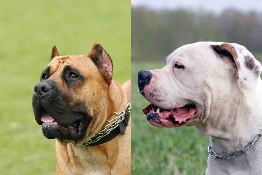 Dogo canario e American Bulldog