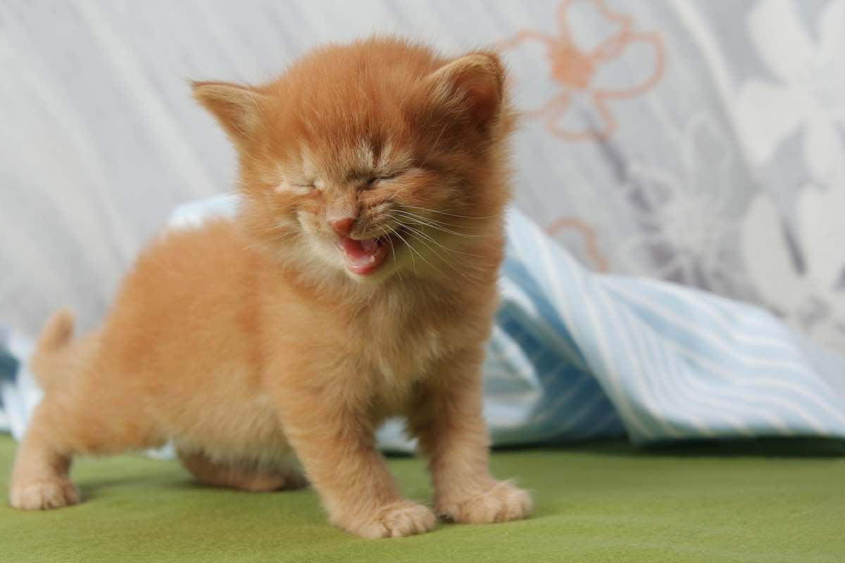 Cucciolo di gatto arancione mentre dice miao