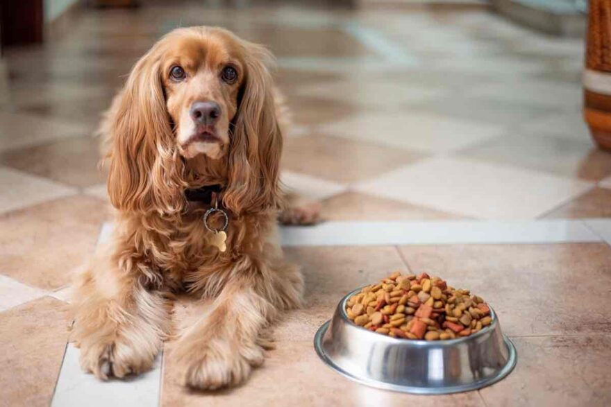 Cane seduto affianco alla propria ciotola del cibo