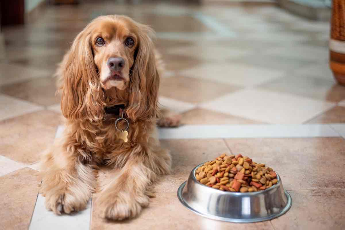 Cane seduto affianco alla propria ciotola del cibo