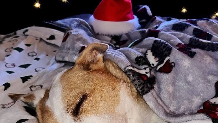 Cane addormentato con sfondo sugli addobbi di Natale 