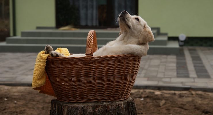 Cane sdraiato in una cesta che non dorme facilmente 