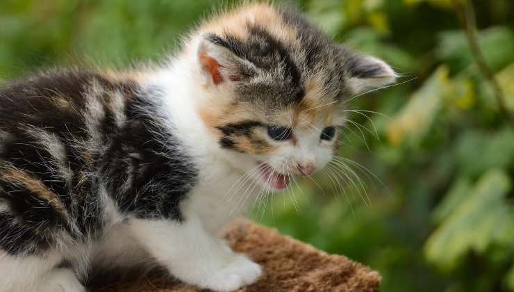 Piccolo gatto miagola nella natura 