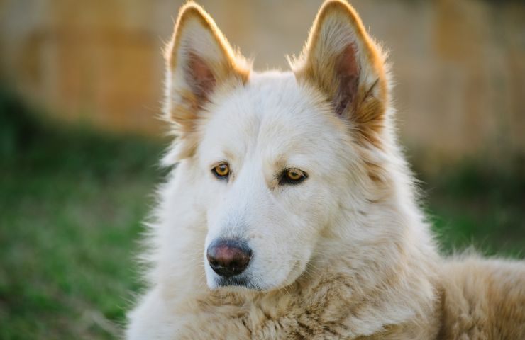 Northern Inuit