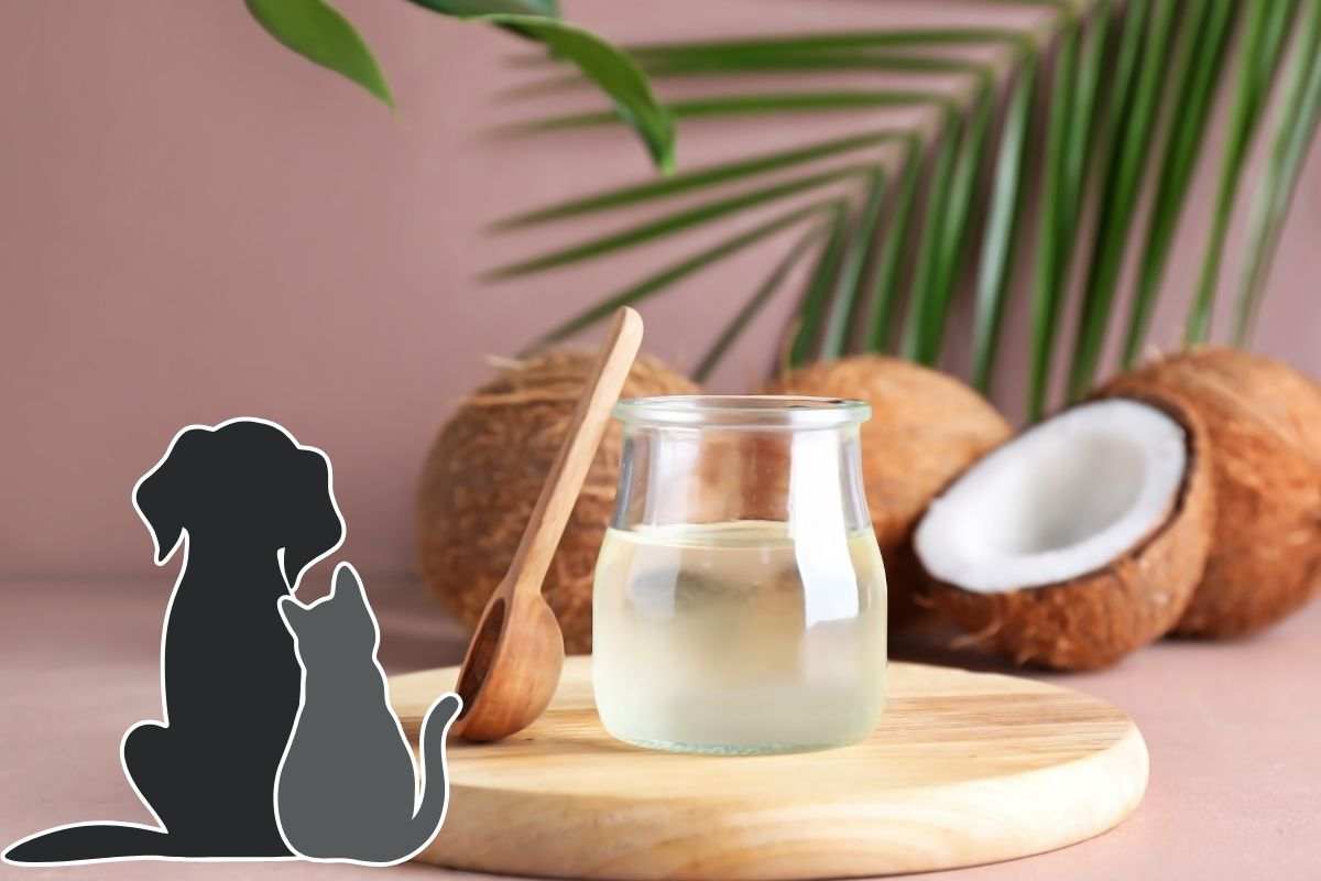 Olio di cocco per cane e gatto