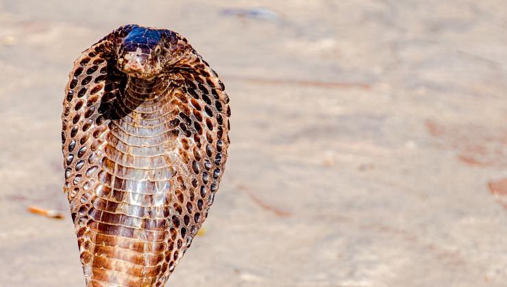 Cobra reale su sfondo sabbioso