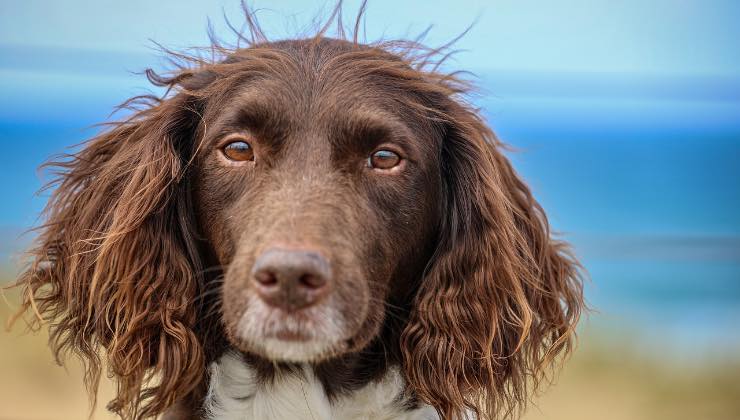 Cane in spiaggia bisognoso di stripping del pelo 