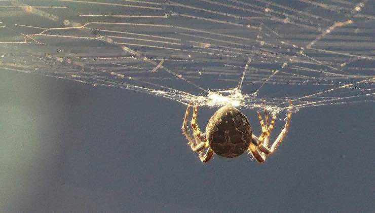 Ragno appeso a testa in giù su una ragnatela 