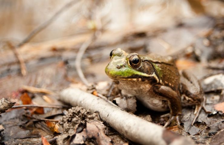 Rana in natura 