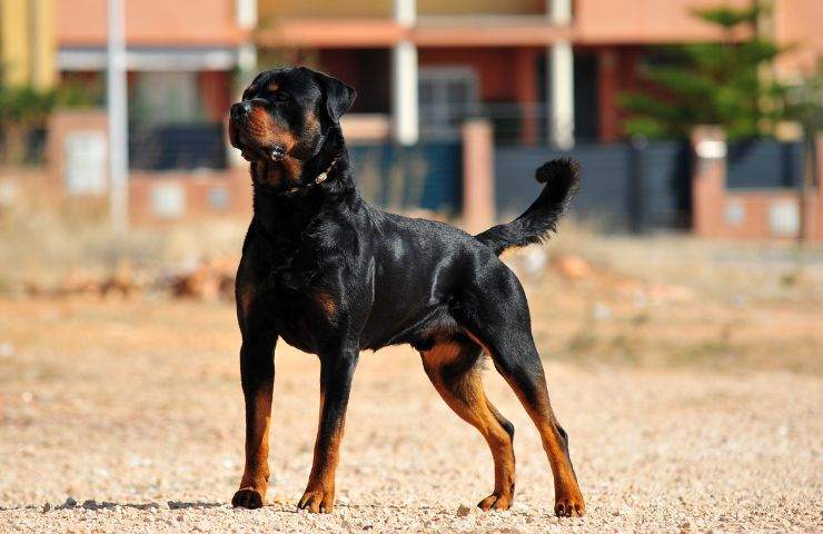 Rottweiler