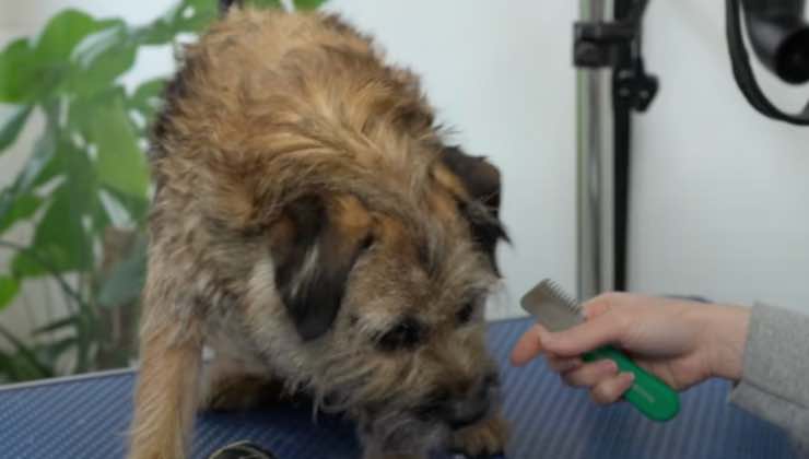 Strippare il pelo di un cane Border Terrier 