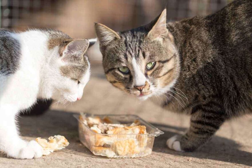 Gatti che mangiano pane