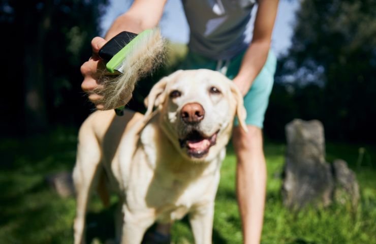 Spazzola sul pelo del cane