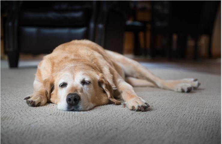 Il cane stressato dorme meno 