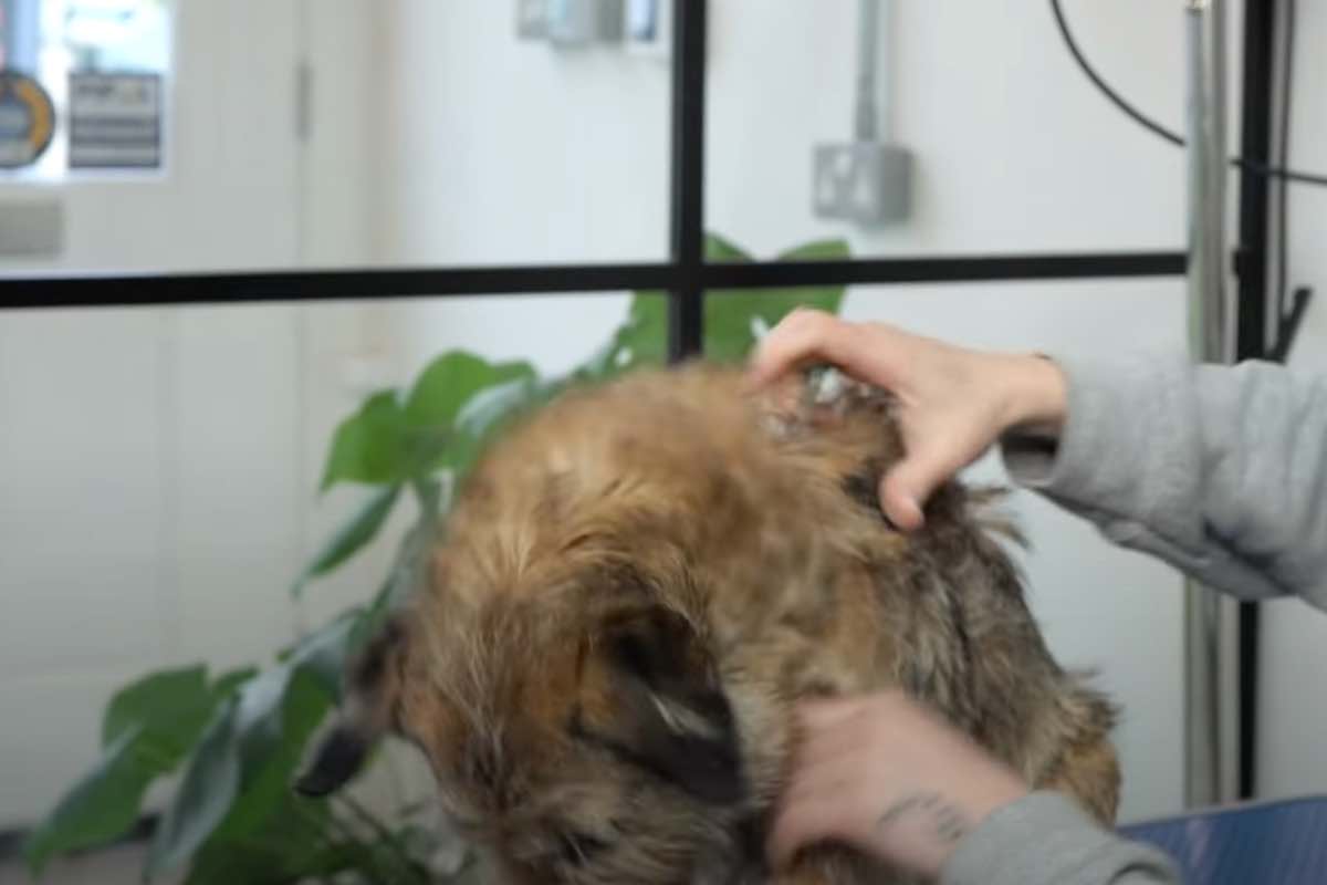 Come strippare il pelo del cane tutorial