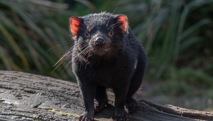 Marsupiale dei Looney Toones nel suo habitat naturale