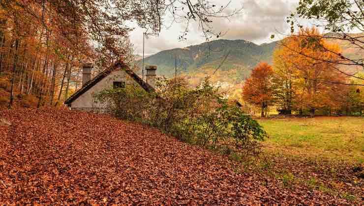 Panorama con foliage in autunno nella natura 