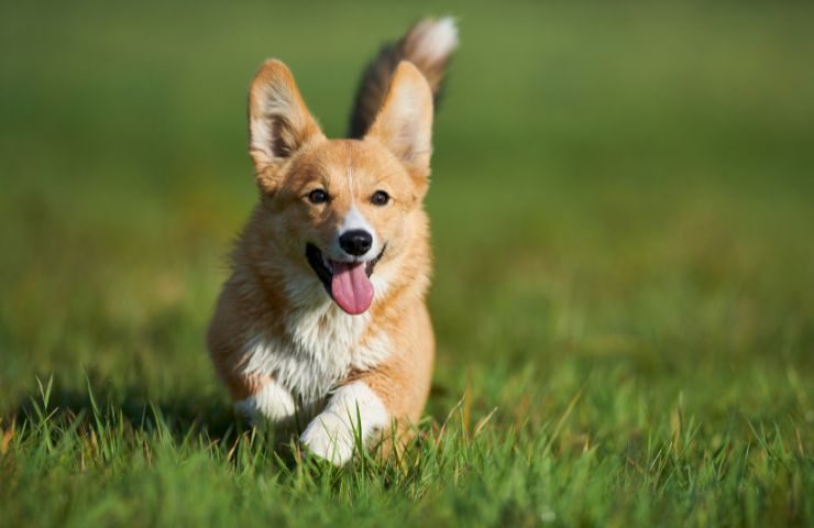 Welsh Corgi