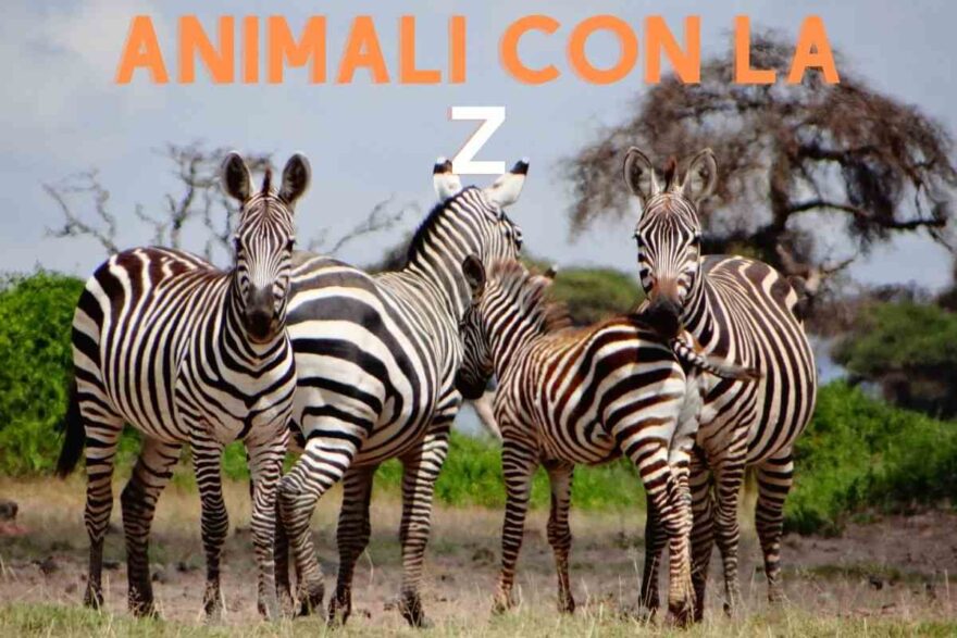 zebre nella savana