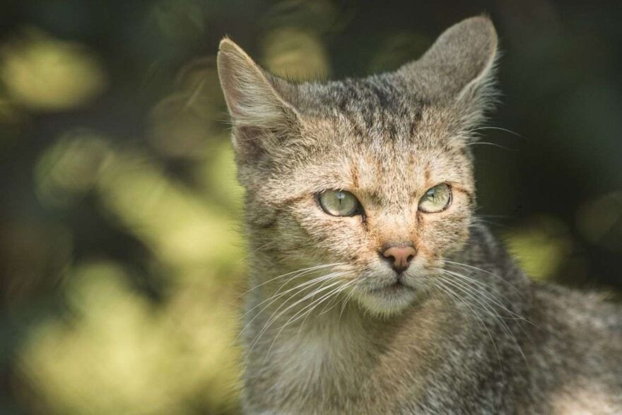 gatto selvatico in natura