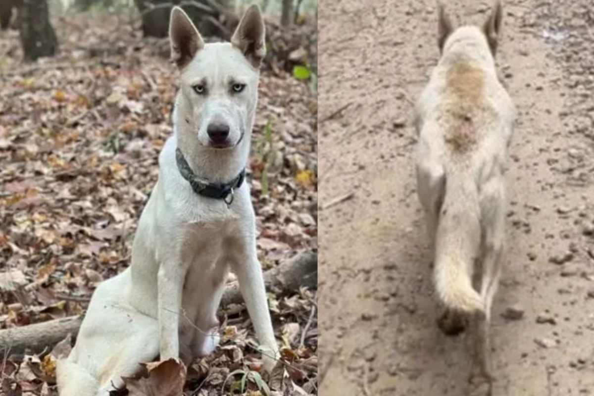 cagnolina bosco