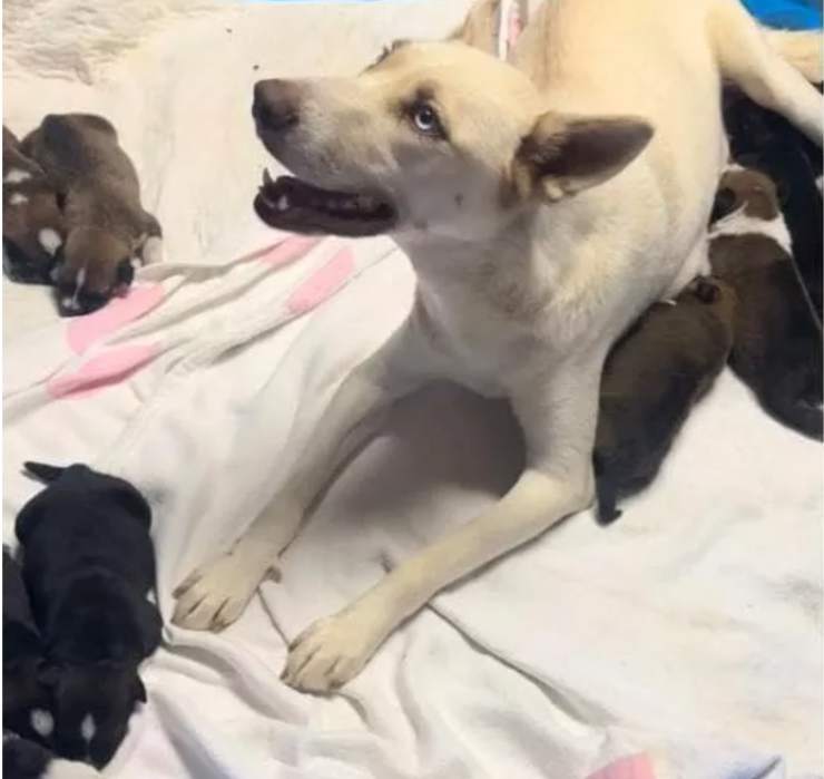 cagnolina con cuccioli