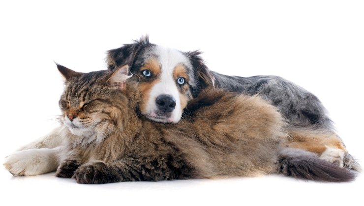 cagnolino Border Collie cucciolo e gatto a pelo lungo grigio