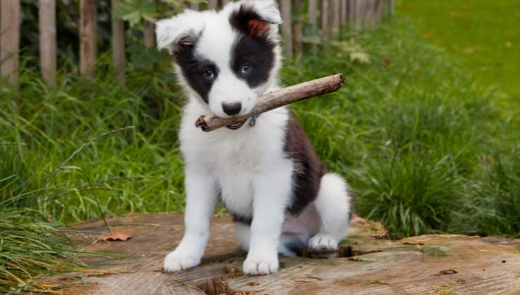 cagnolino Border Collie