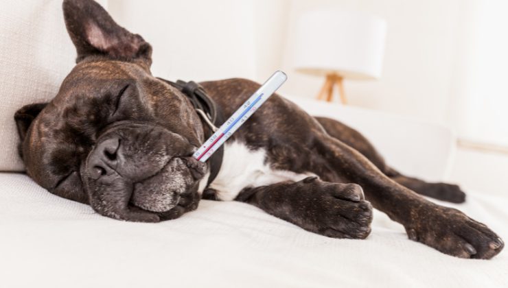 cagnolino malato per la tosse