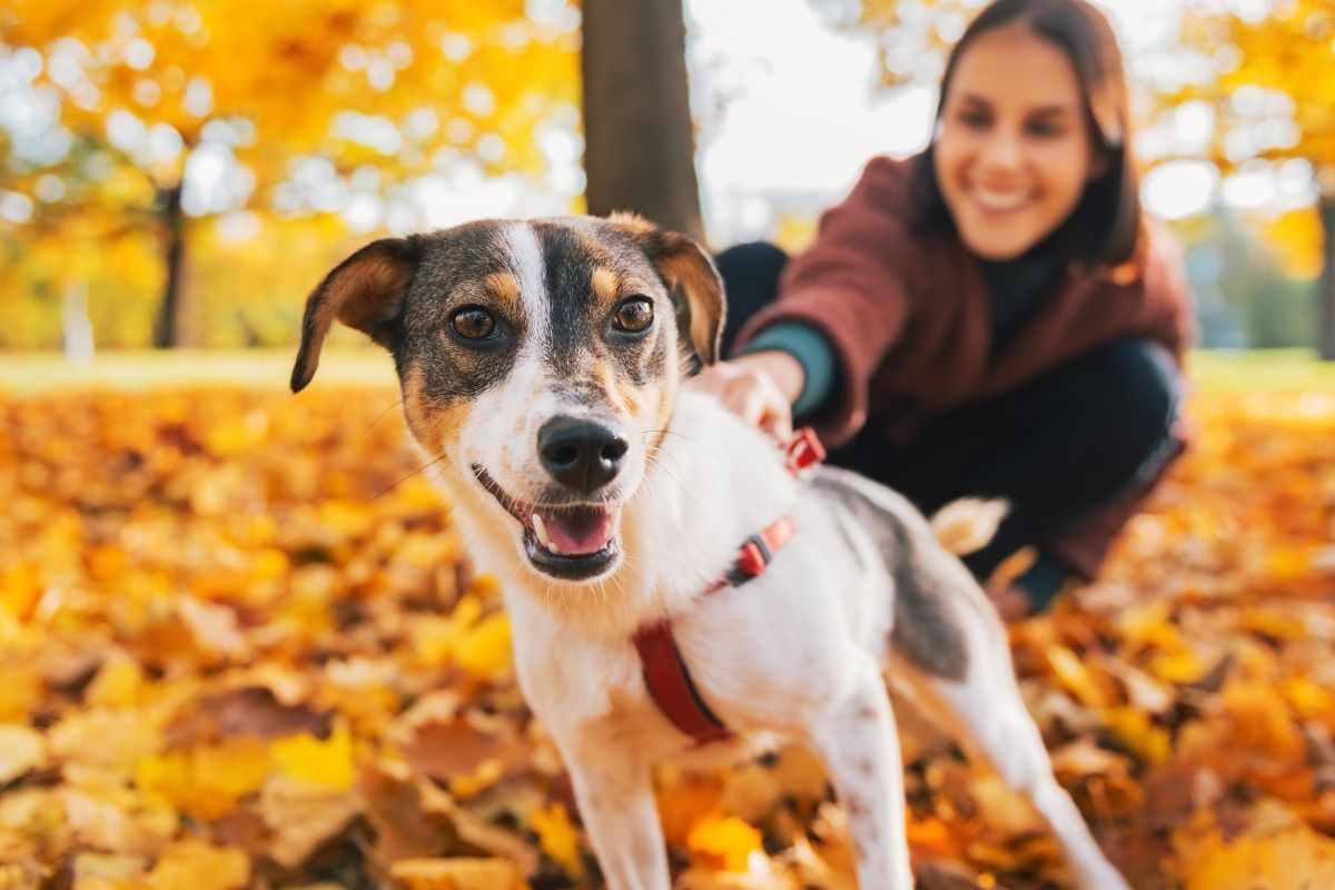 cambiare nome cane