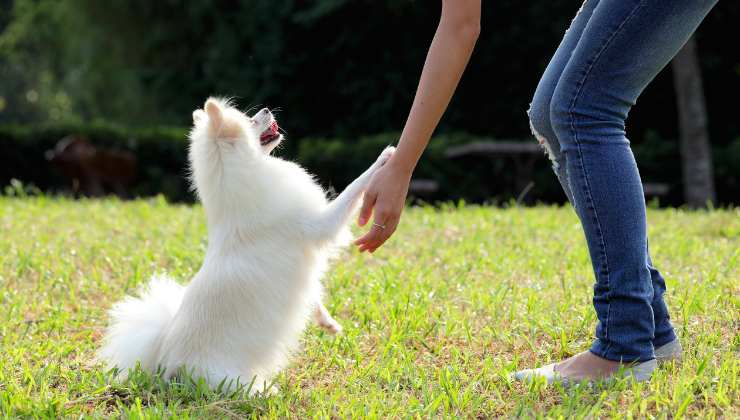 donna insegna nuovi comandi al cane