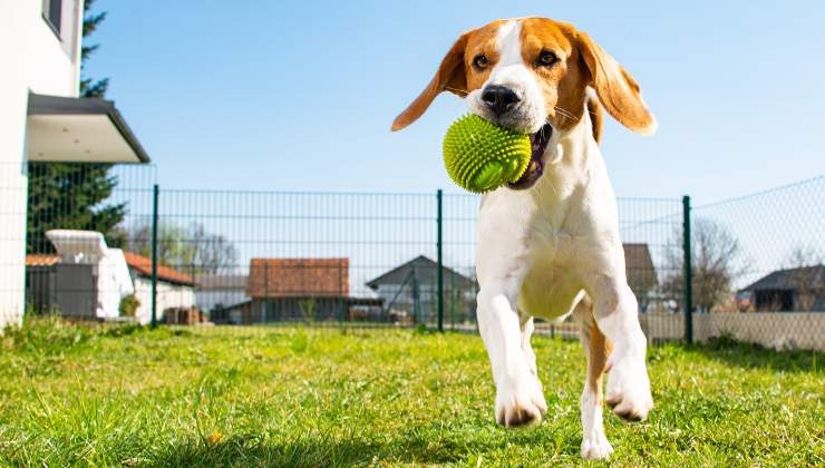 cane beagle