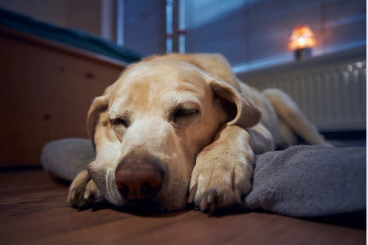 Il cane dorme nella sua cuccia