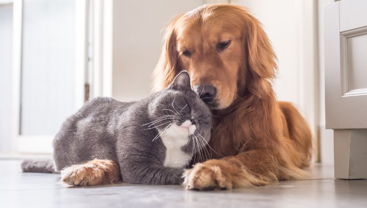 cane con gatto