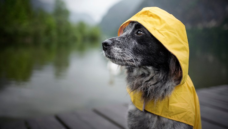 cane sotto la pioggia