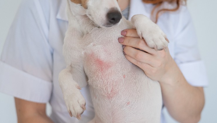 pelle irritata nel cane