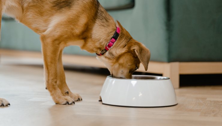 cane con problemi digestivi