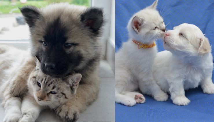 cane e gatto cuccioli a sinistra grigi e a destra bianchi