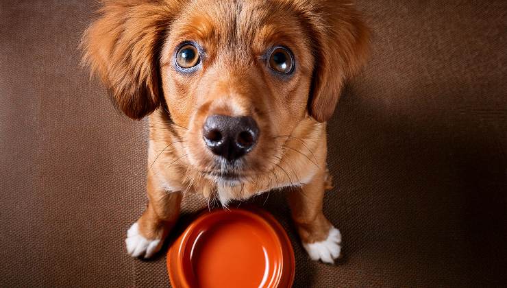 cane affamato con ciotola