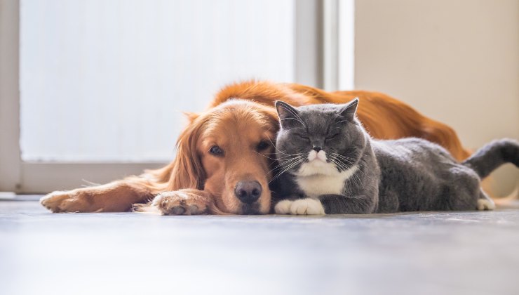 cane marrone e gatto grigio