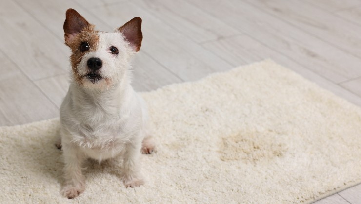 cane fa pipì su tappeto