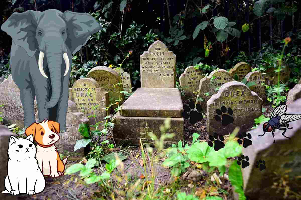 cimiteri per animali