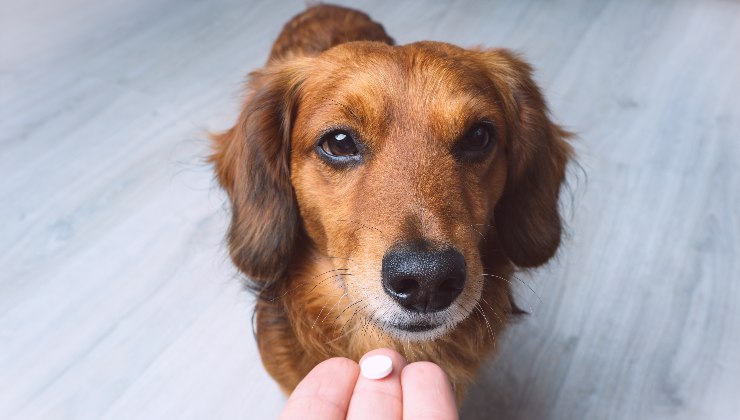 vermifugo per cani