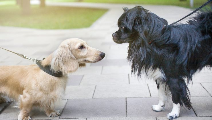 cani che si conoscono per la prima volta